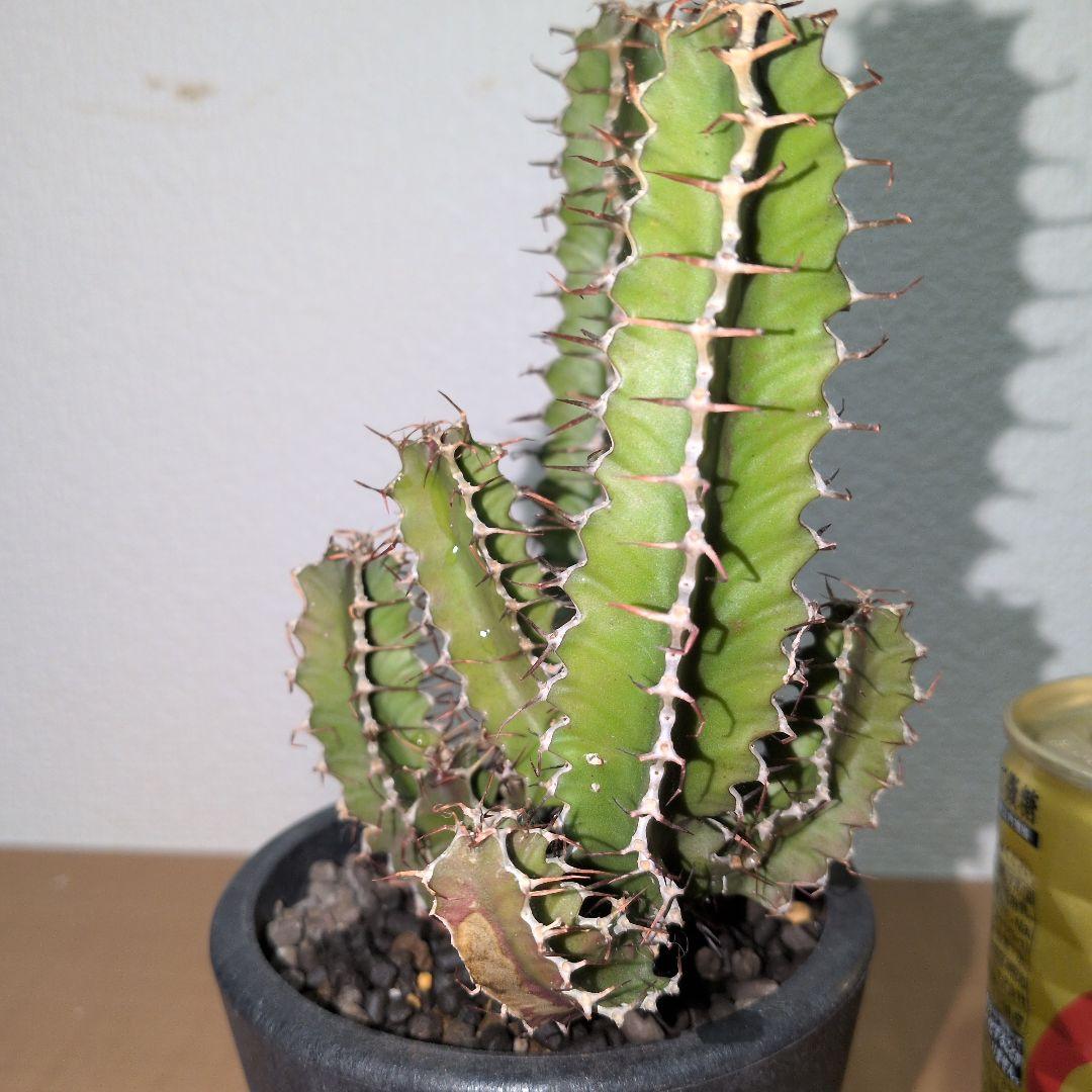 ユーフォルビア　ムランジーナ　実生 （鉢付き)