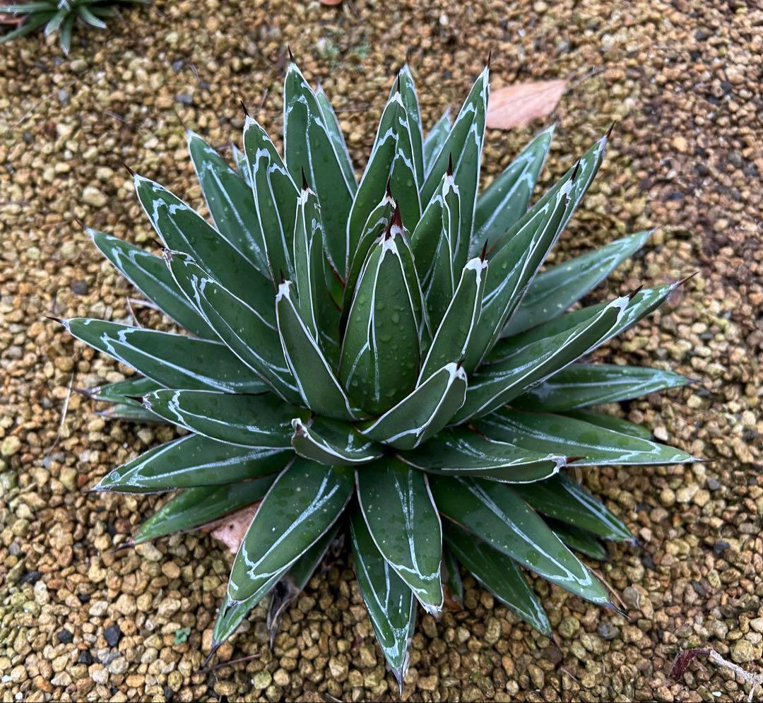 大株　アガベ　笹の雪　27cm