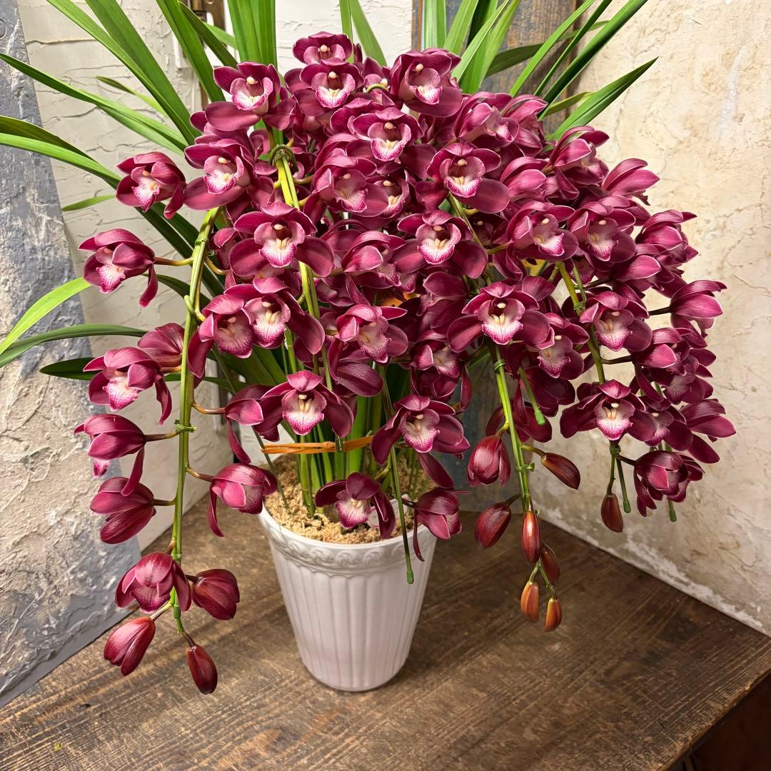 s*a様 【特選】　シンビジューム　ワインシャワー　アーチ　7寸7本立ち