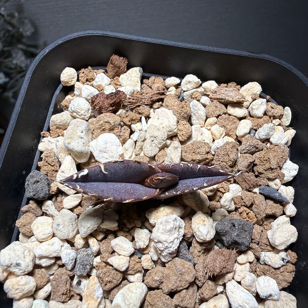 2/5更新　アガベチタノタ　LIZE 白狂刺　カキコ　ivory wa ホオジロ