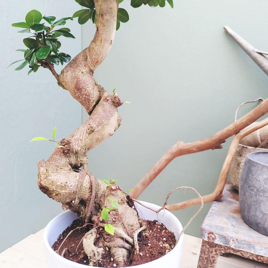 やっちゃん (現品)ガジュマル曲がり 昇り龍 ８号 太幹 曲線