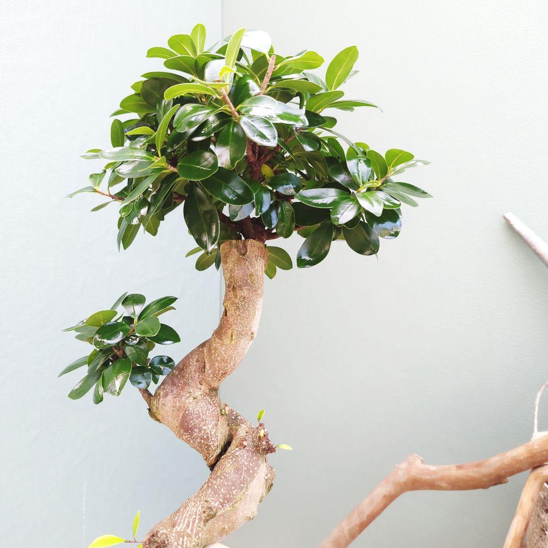 やっちゃん (現品)ガジュマル曲がり 昇り龍 ８号 太幹 曲線