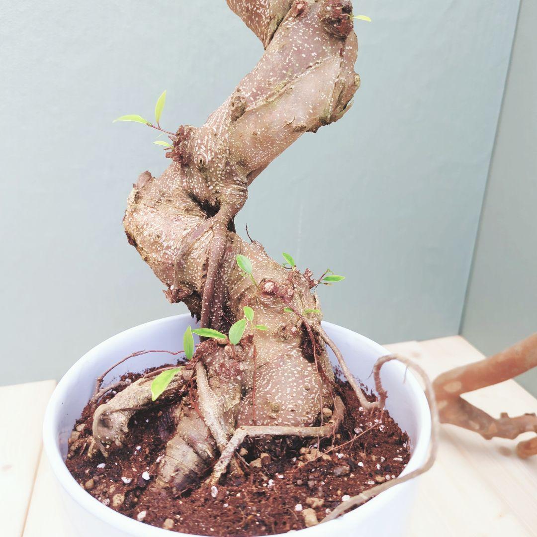 やっちゃん (現品)ガジュマル曲がり 昇り龍 ８号 太幹 曲線