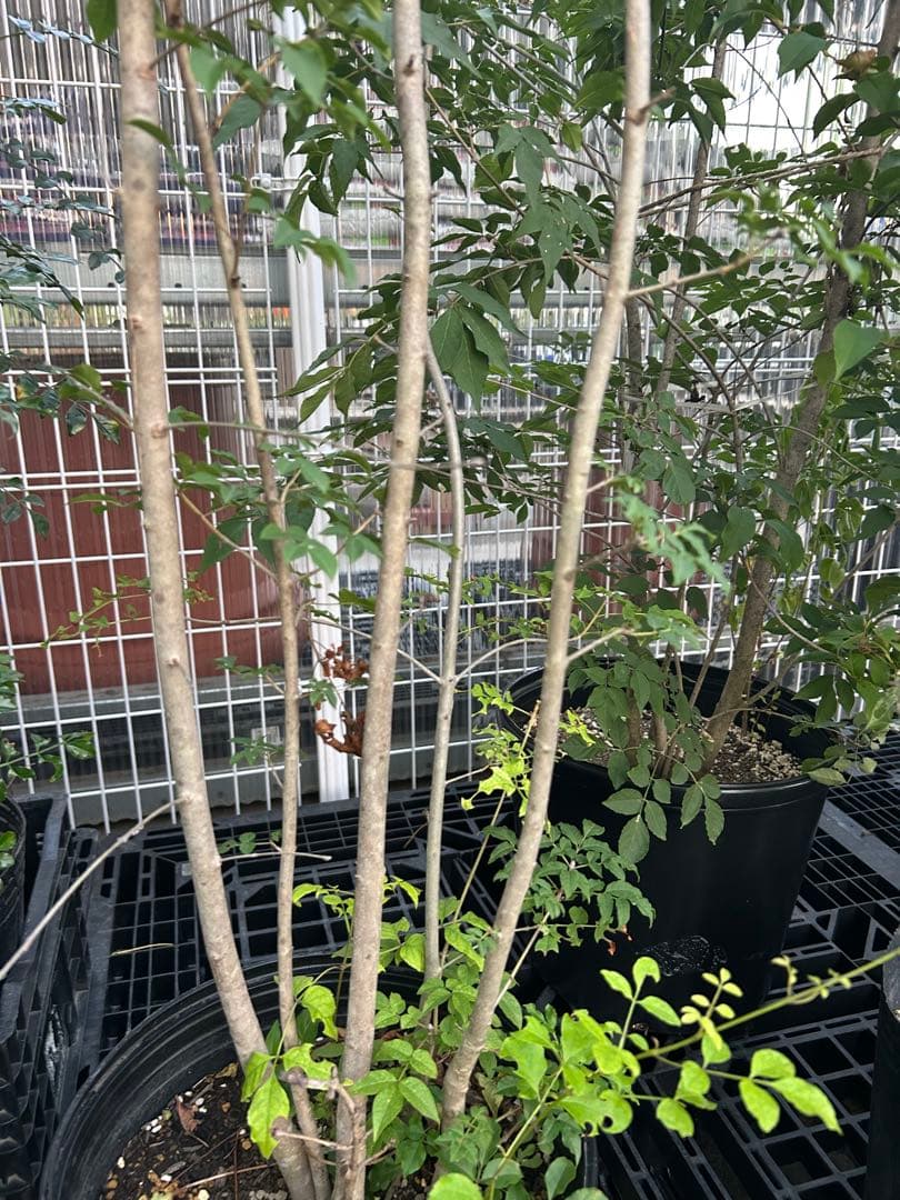 人気樹木　アオダモ　高さ約1.7m 株立ち　お値打ち