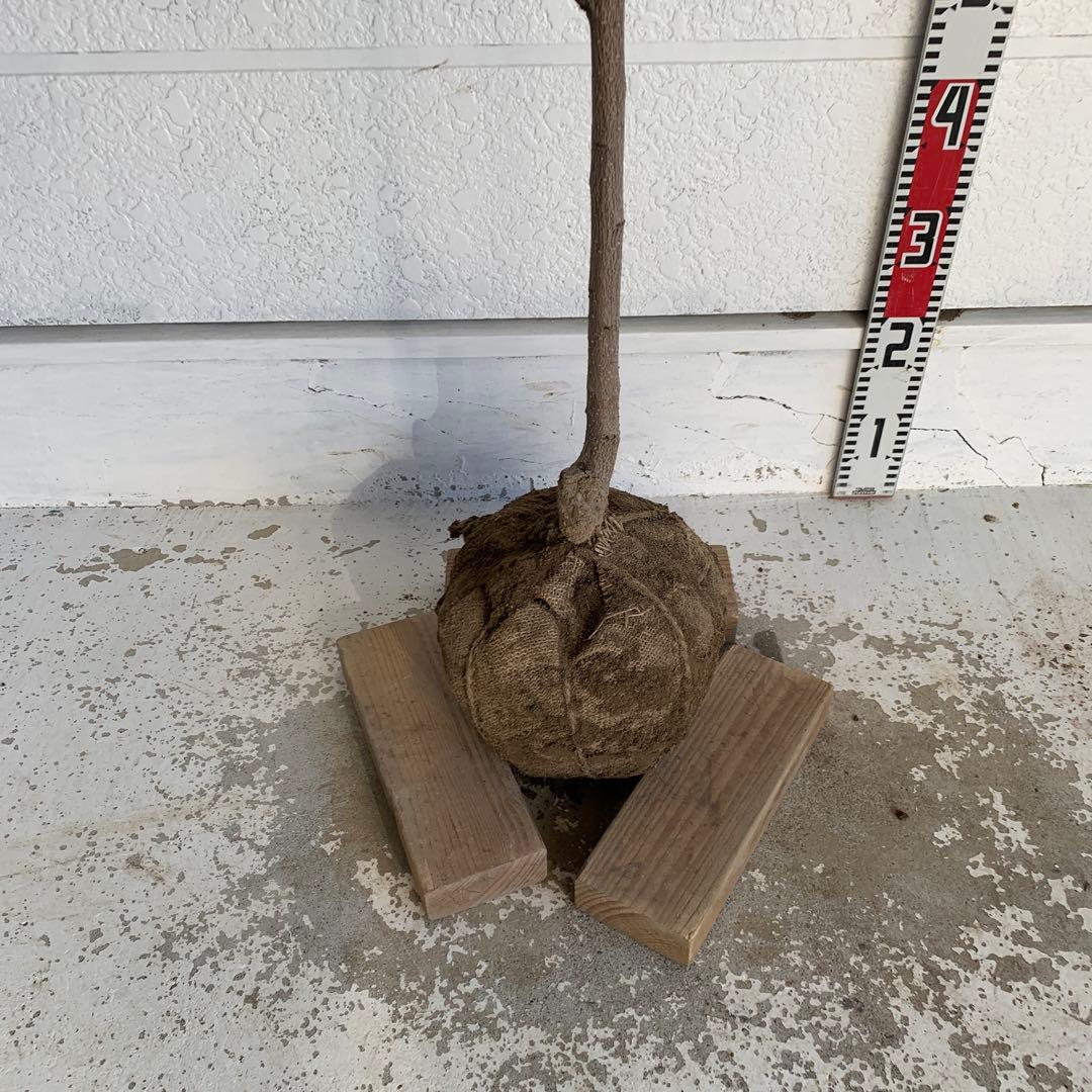 朝倉山椒　アサクラサンショウ　山椒の実　落葉樹　43