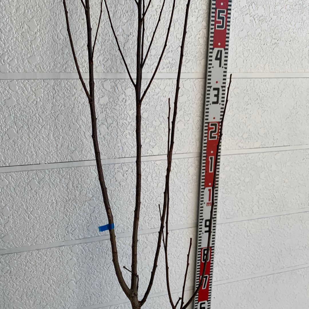 朝倉山椒　アサクラサンショウ　山椒の実　落葉樹　43