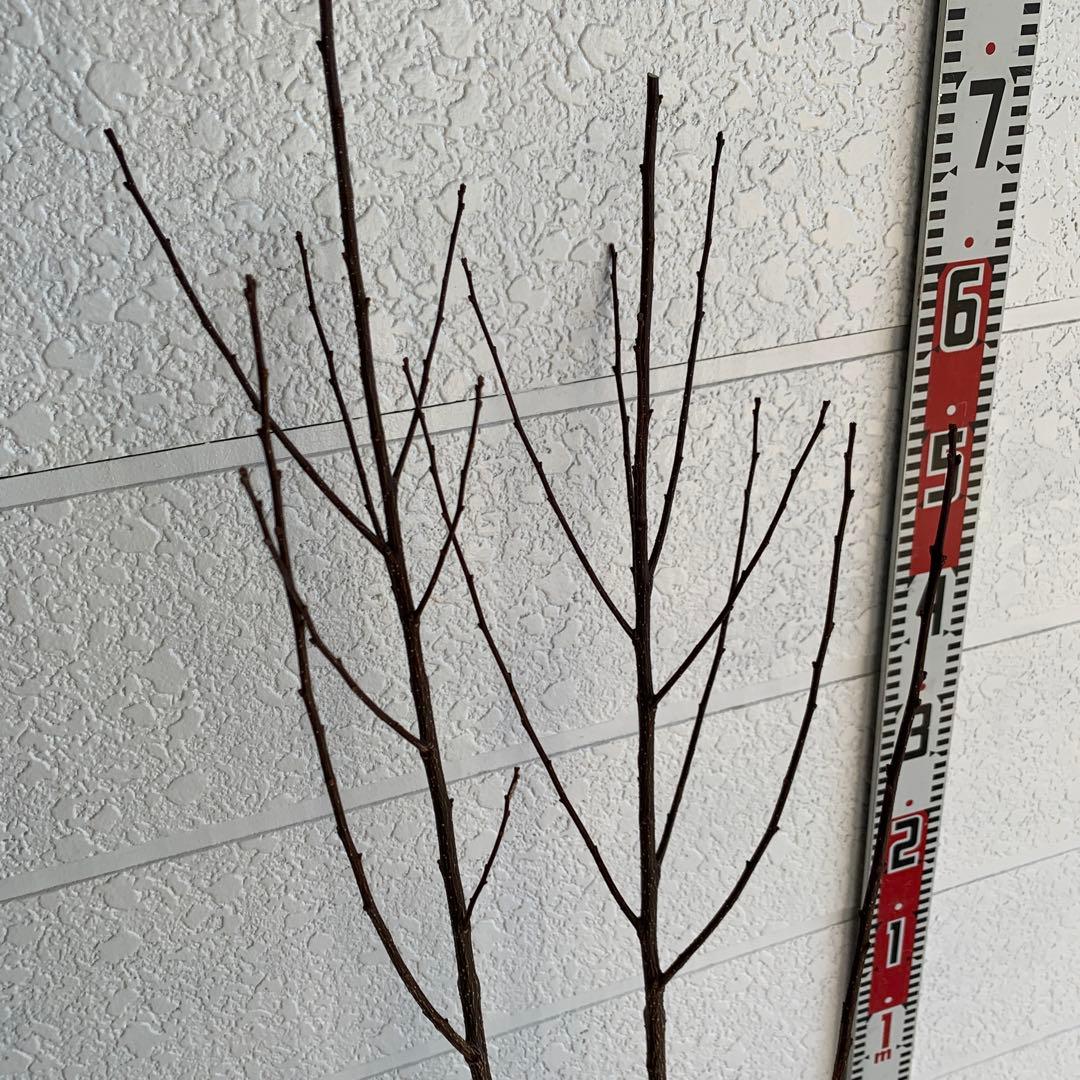 朝倉山椒　アサクラサンショウ　山椒の実　落葉樹　43