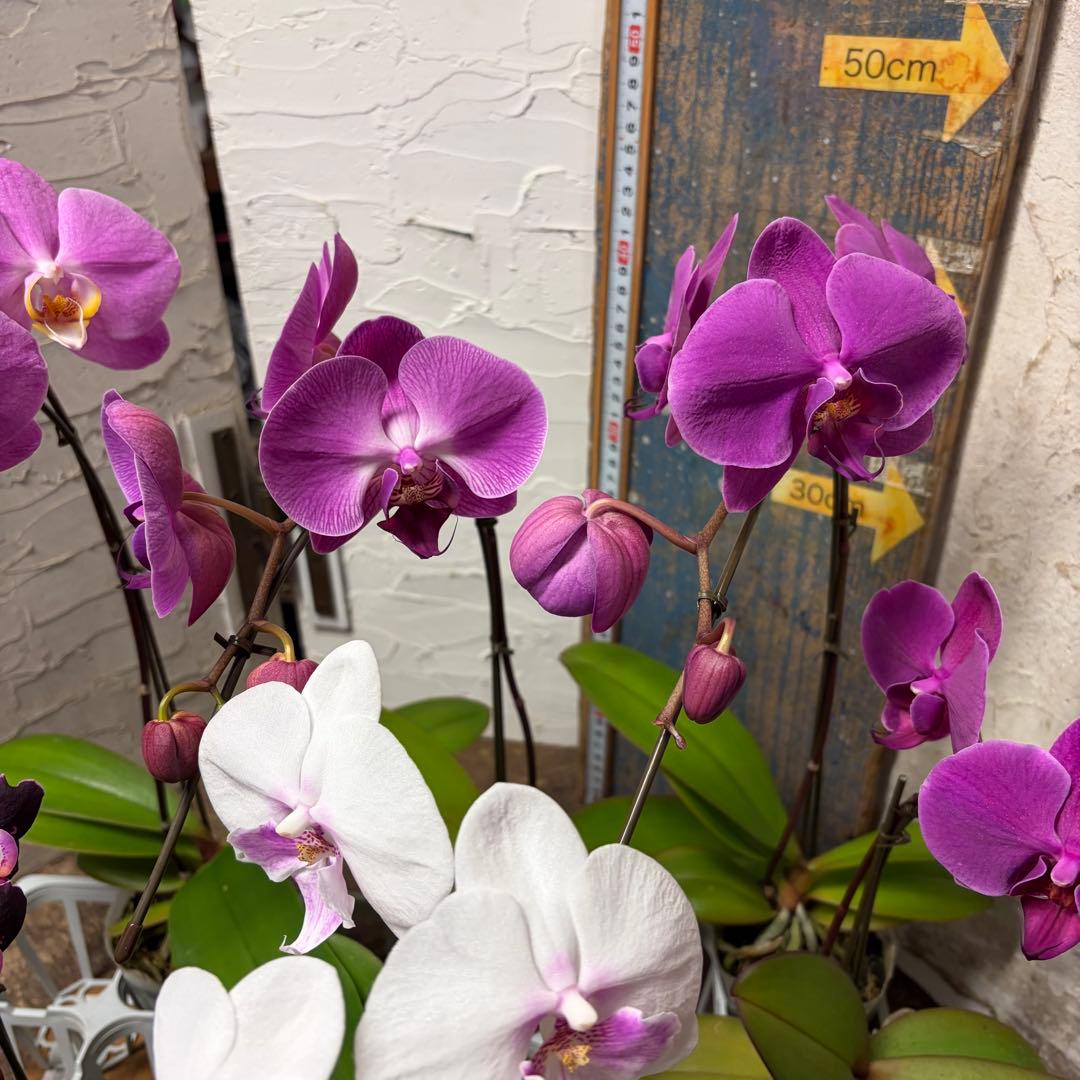 う*り様 胡蝶蘭　ピンクアソート　8ポット ファレノプシス