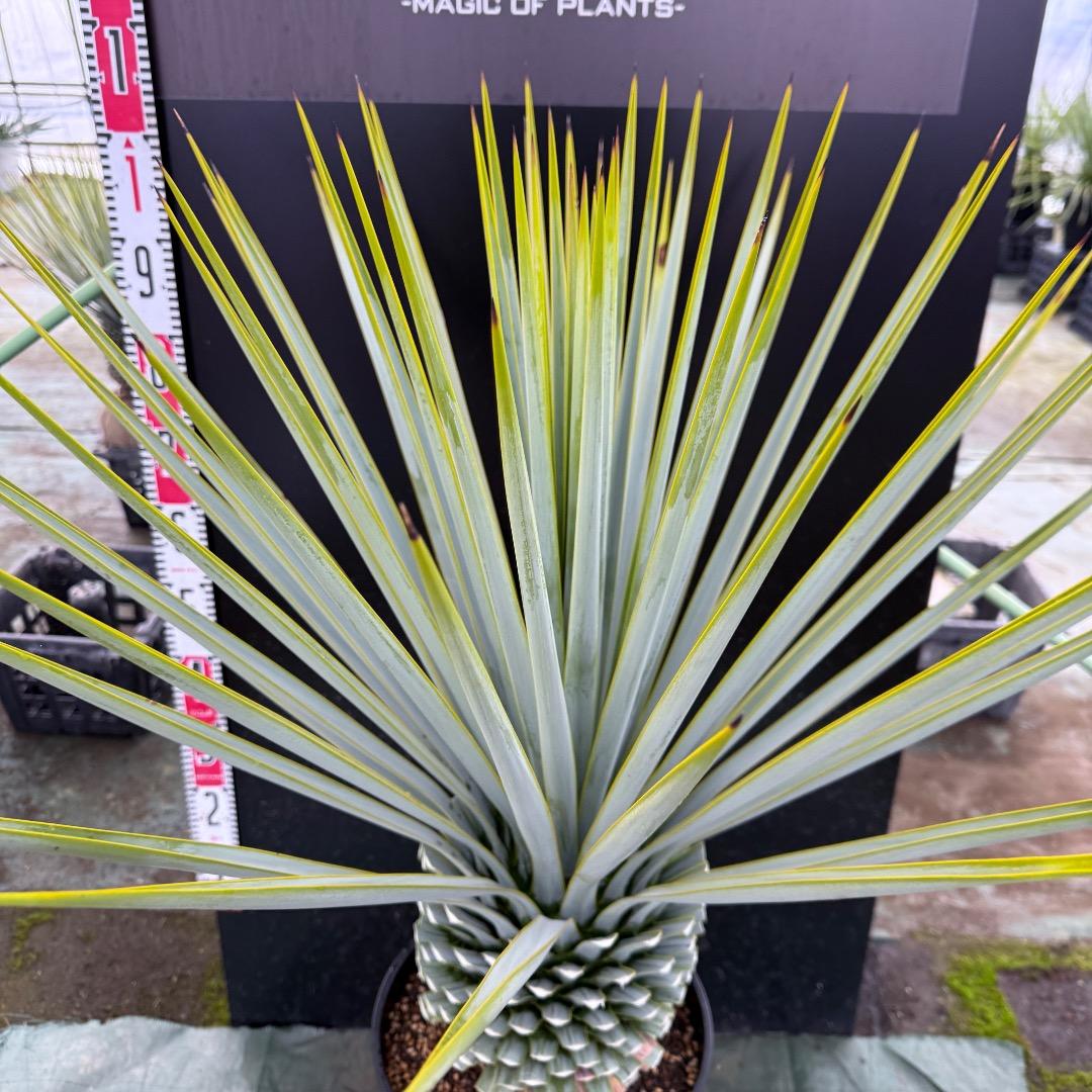 【AL1123】ユッカ　リギダ　超超極太