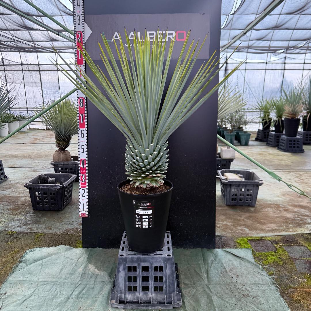 【AL1123】ユッカ　リギダ　超超極太