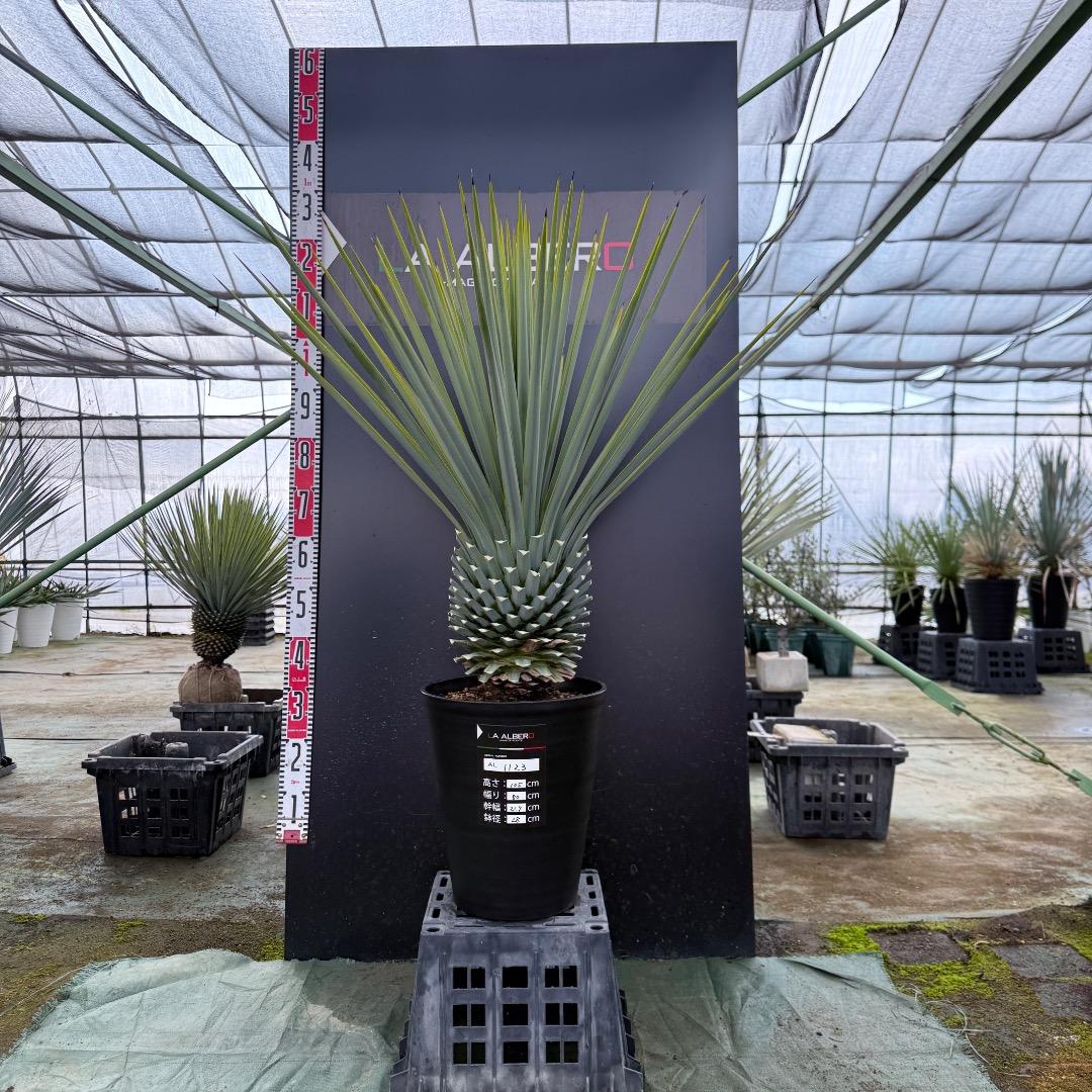 【AL1123】ユッカ　リギダ　超超極太