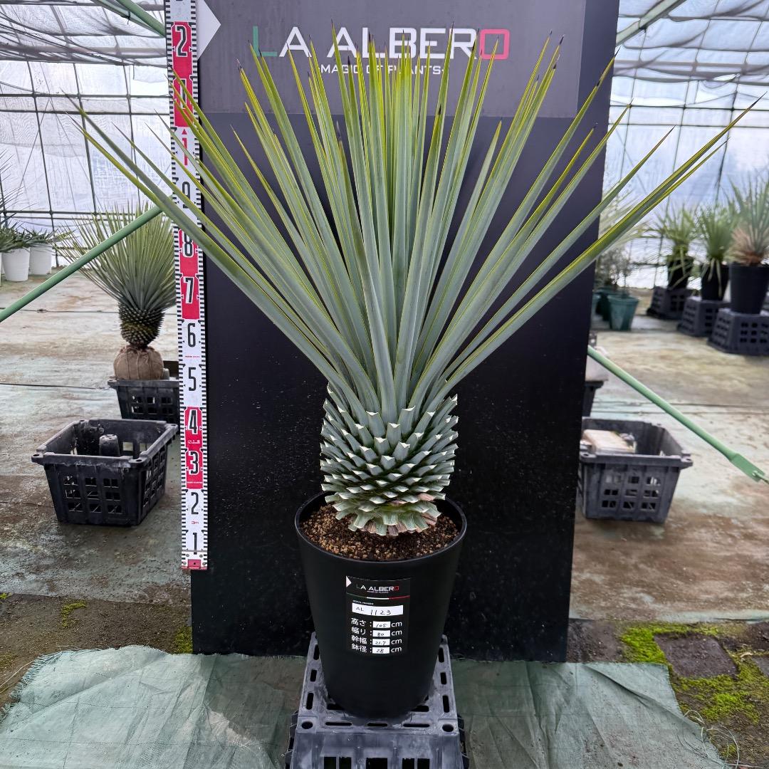 【AL1123】ユッカ　リギダ　超超極太