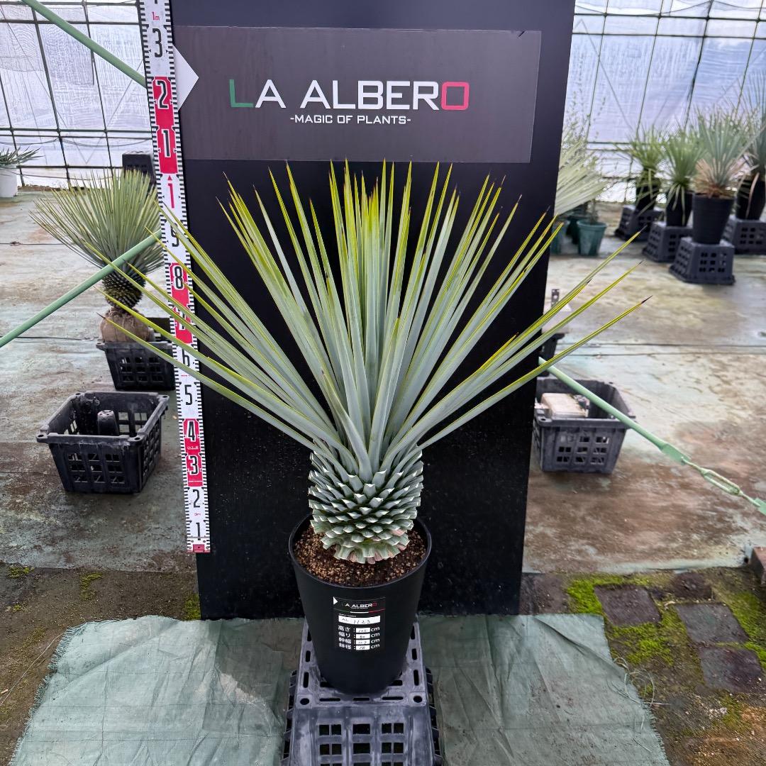 【AL1123】ユッカ　リギダ　超超極太