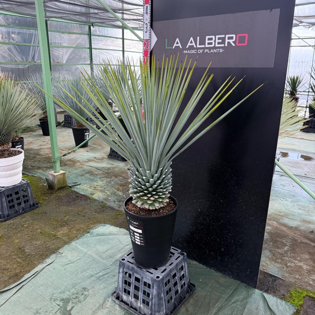 【AL1123】ユッカ　リギダ　超超極太