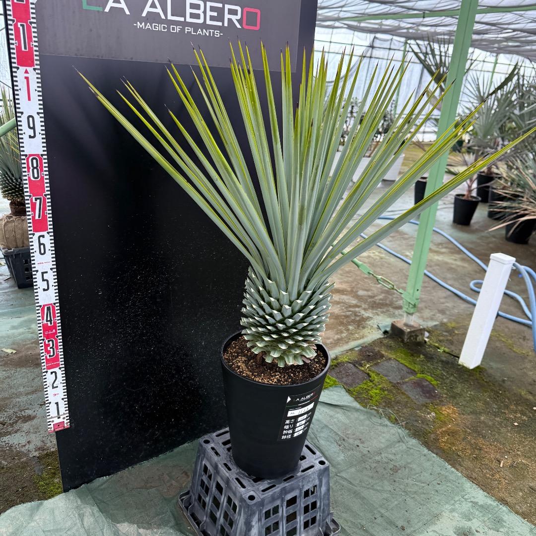 【AL1123】ユッカ　リギダ　超超極太