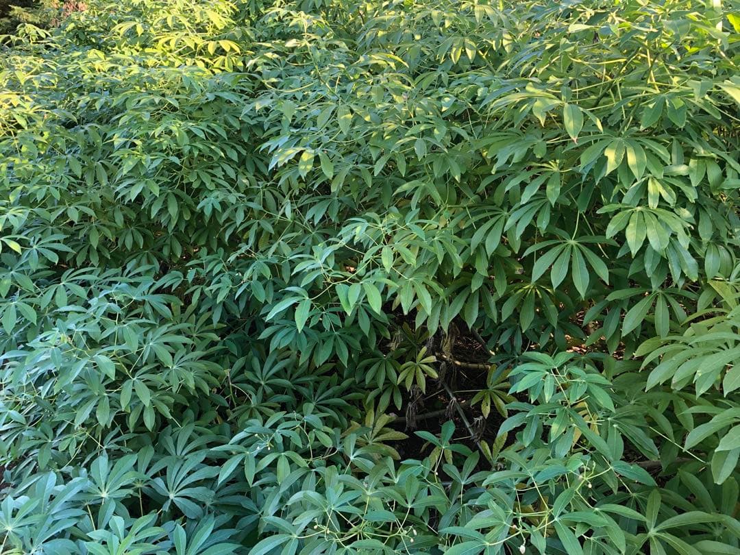 キャッサバ挿し木(埋め木)用苗200本