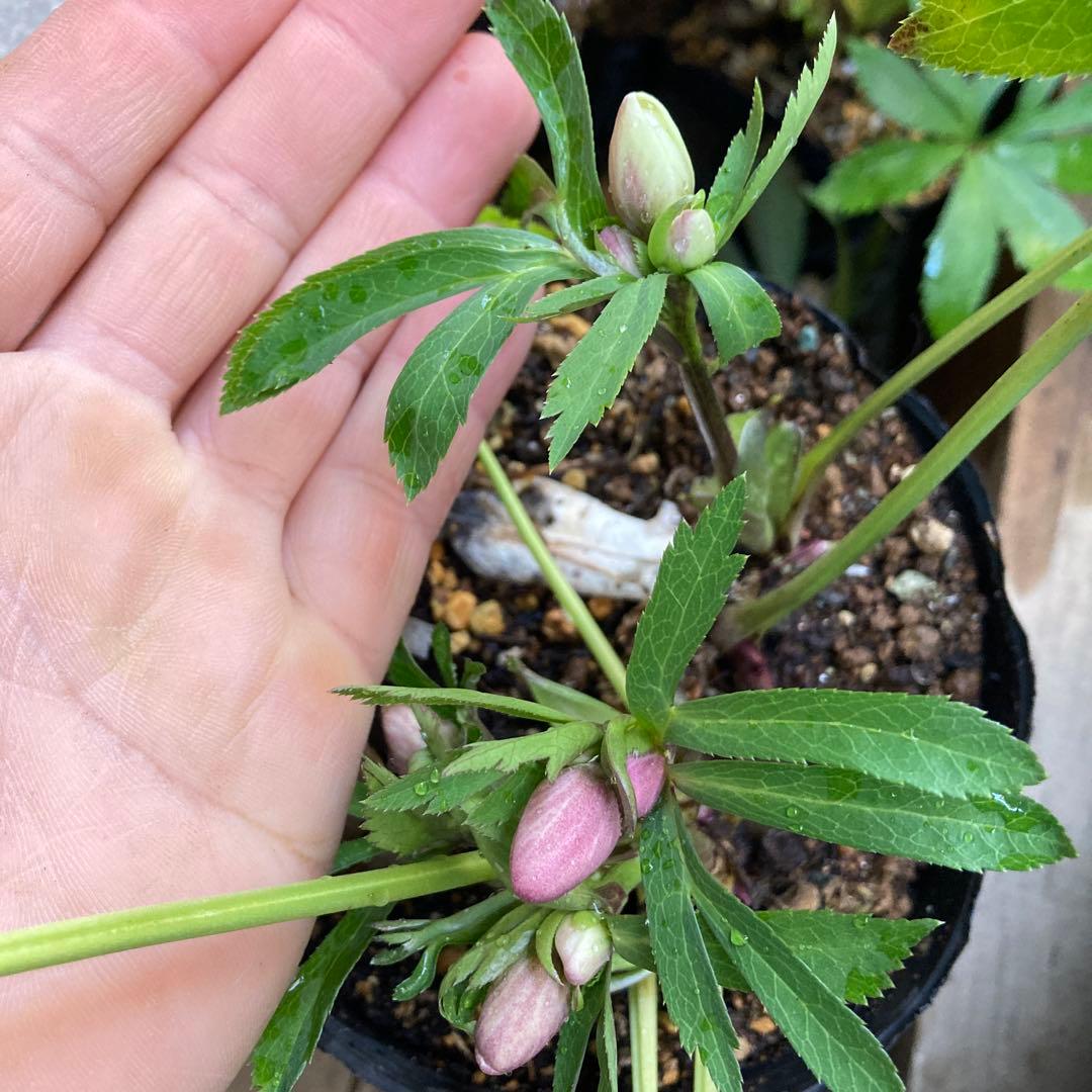 クリスマスローズ　ピンク小輪多花　株分け前提