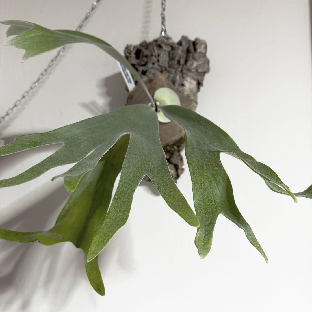 ビカクシダ vandaka plants Celso' Tatsuta OC