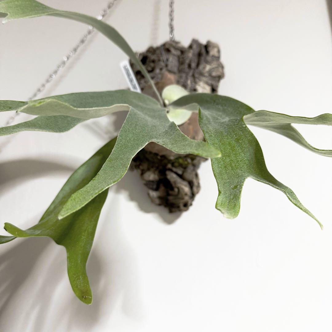 ビカクシダ vandaka plants Celso' Tatsuta OC