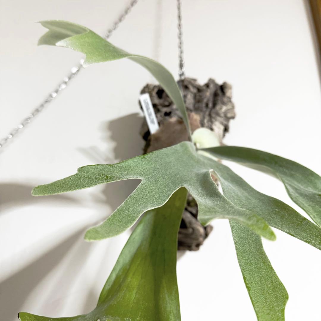 ビカクシダ vandaka plants Celso' Tatsuta OC