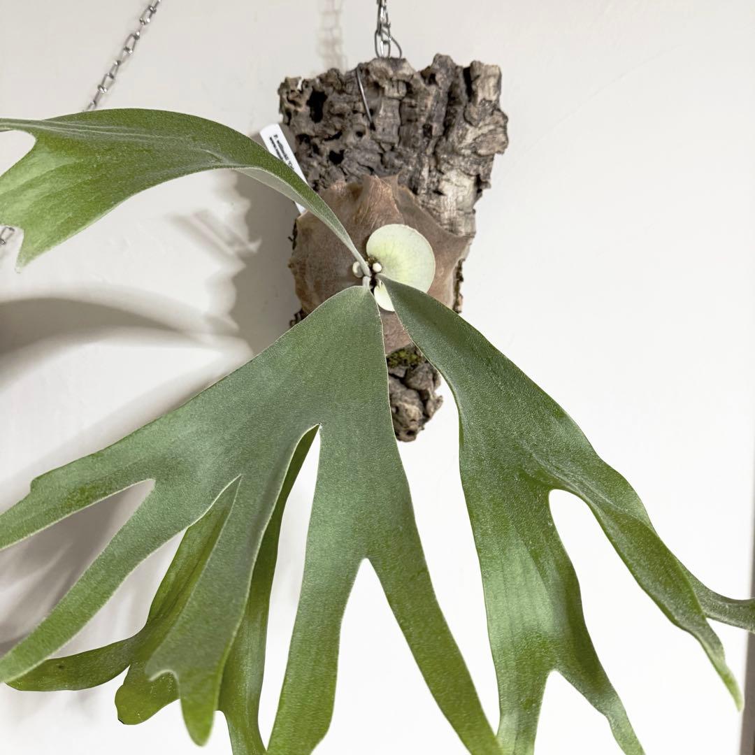 ビカクシダ vandaka plants Celso' Tatsuta OC