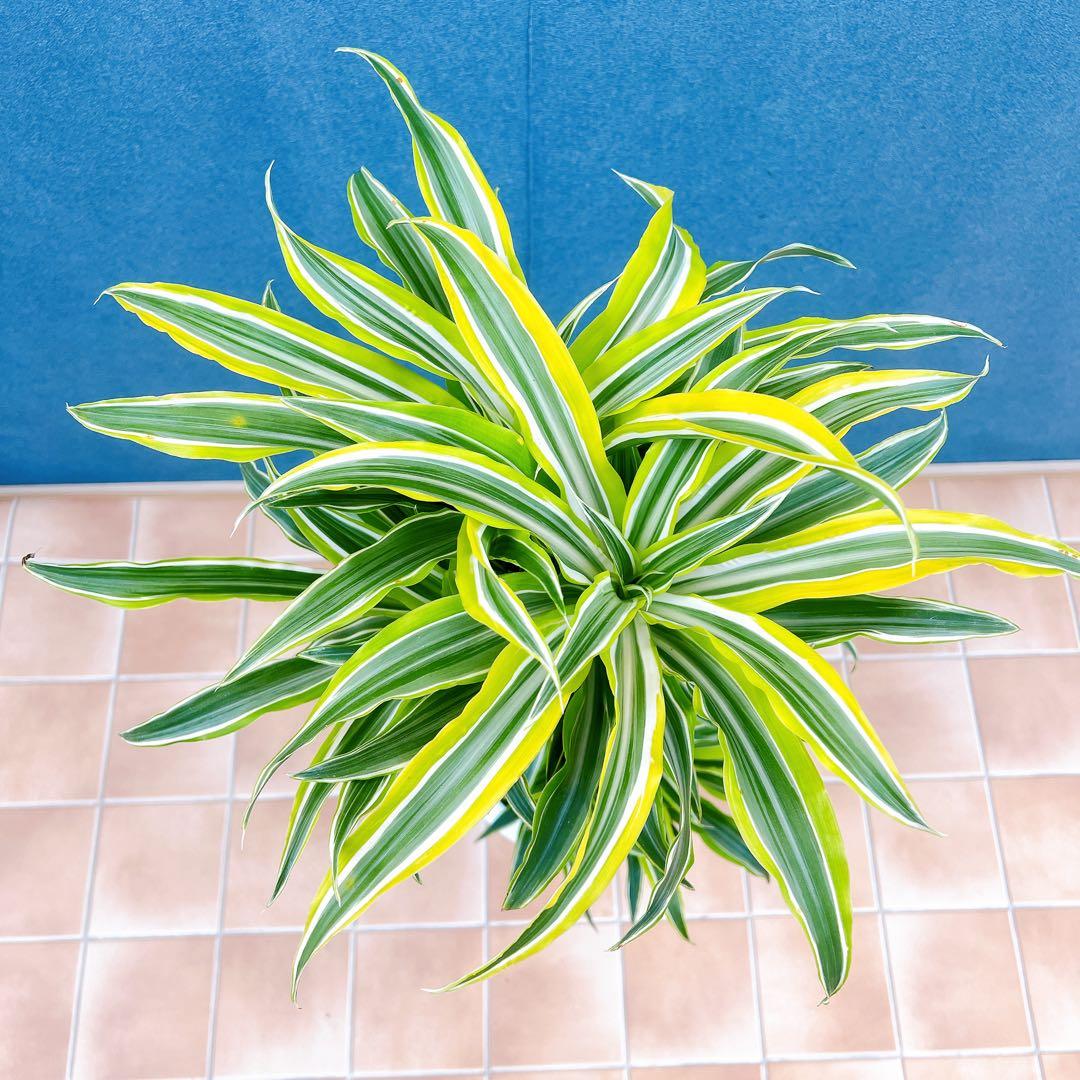 現品　ドラセナ　レモンサプライズ　32番　観葉植物　希少　斑入り　ドライガーデン