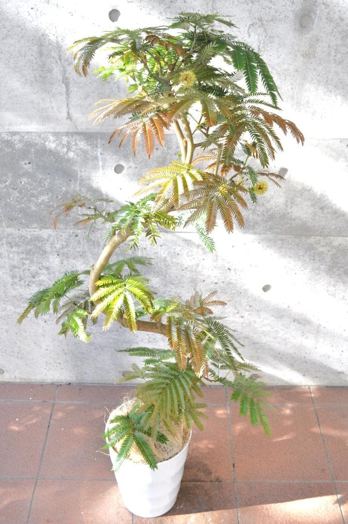 エバーフレッシュ 135cm 8号 S-shaped tree form