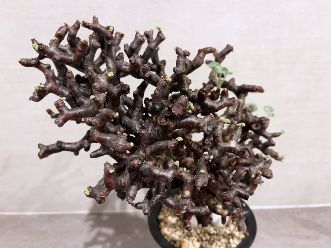 《期間限定販売❗️》『ペラルゴニウム　ミラビレ③』現地球　発根済み極美大株