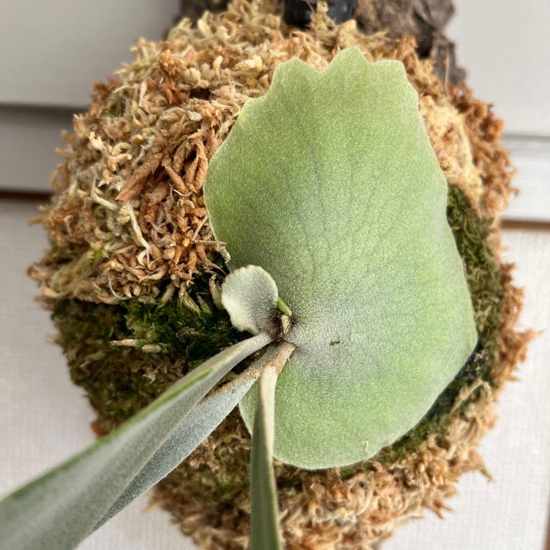 T*a様 p. willinckii Anapat#9 PUP