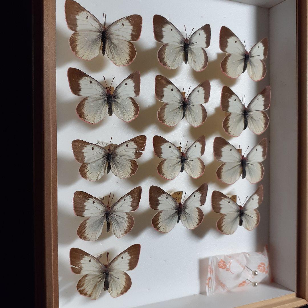 蝶標本　ミヤマモンキチョウ　(規制前採集)ドイツ標本箱二箱入り