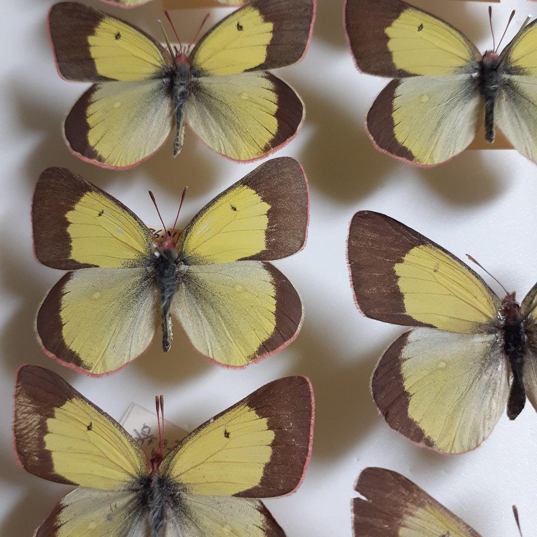 蝶標本　ミヤマモンキチョウ　(規制前採集)ドイツ標本箱二箱入り