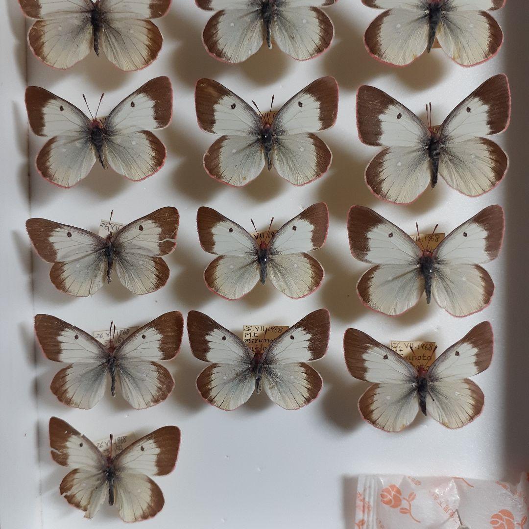 蝶標本　ミヤマモンキチョウ　(規制前採集)ドイツ標本箱二箱入り