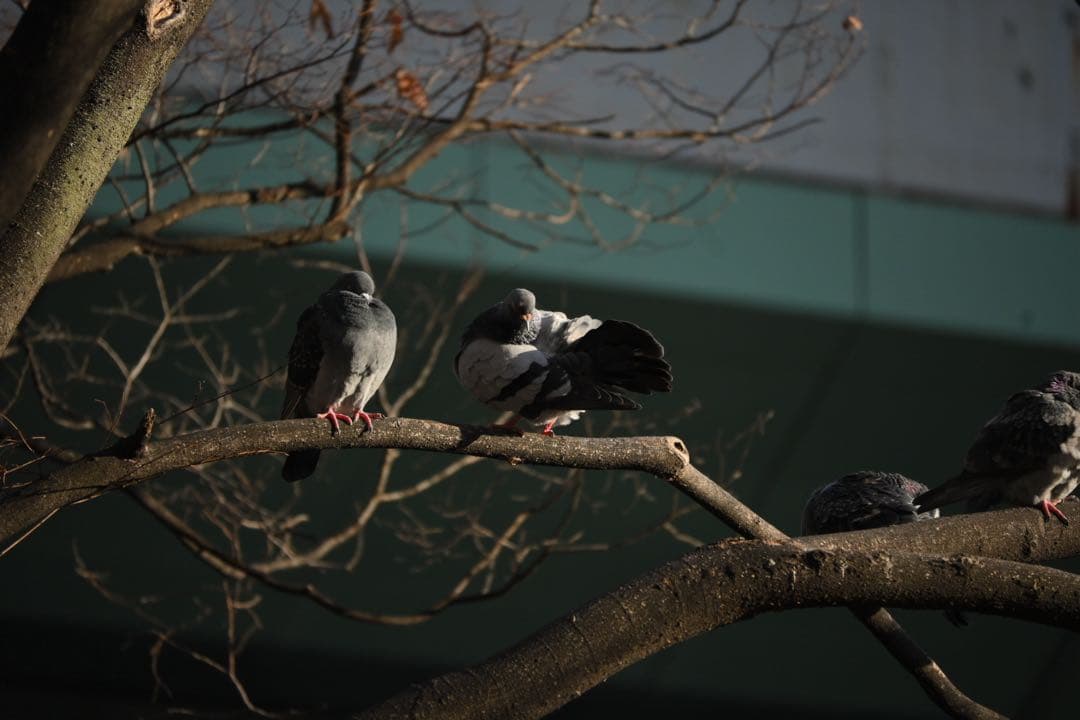 Nikon Z fc ＋nikkor 28mm special edision