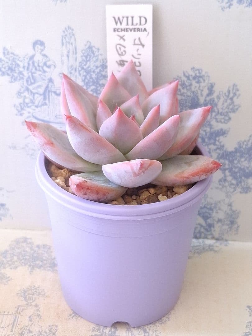 ホリコロ×臼田リンゼアナ札付きポットごとメルカリ便サボテン相談室さん苗