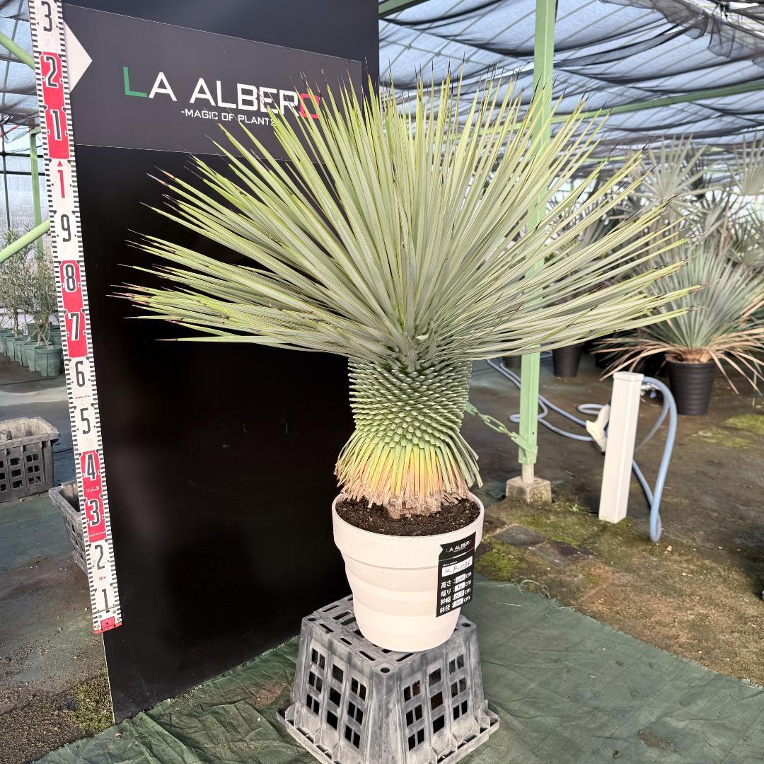 【AL F-1136】ユッカ　ロストラータ　美形　超超極太個体　シルバーブルー