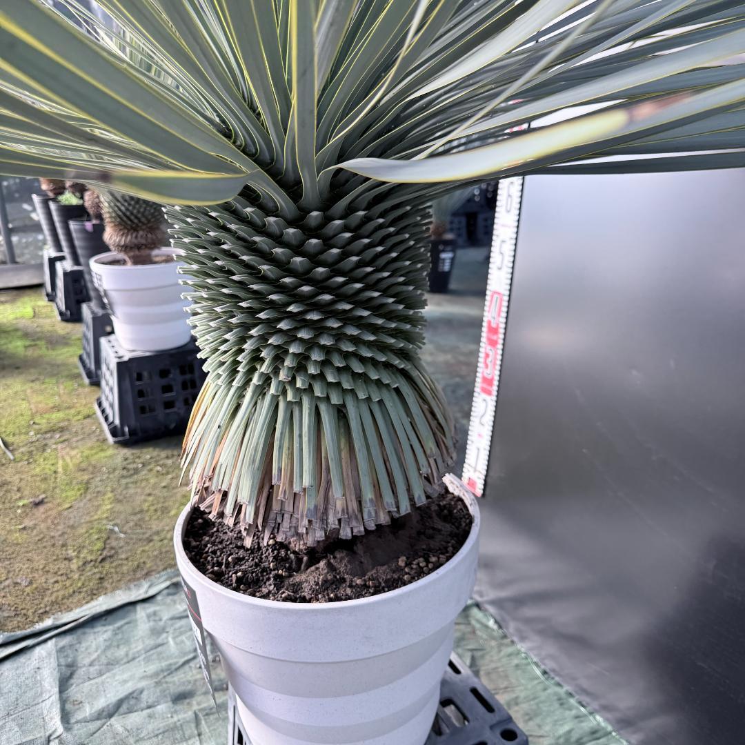 【AL F-1136】ユッカ　ロストラータ　美形　超超極太個体　シルバーブルー