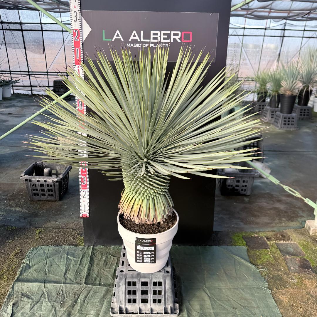 【AL F-1136】ユッカ　ロストラータ　美形　超超極太個体　シルバーブルー