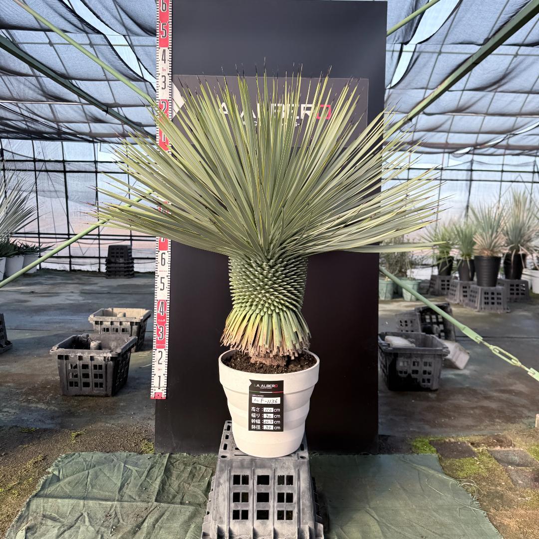 【AL F-1136】ユッカ　ロストラータ　美形　超超極太個体　シルバーブルー
