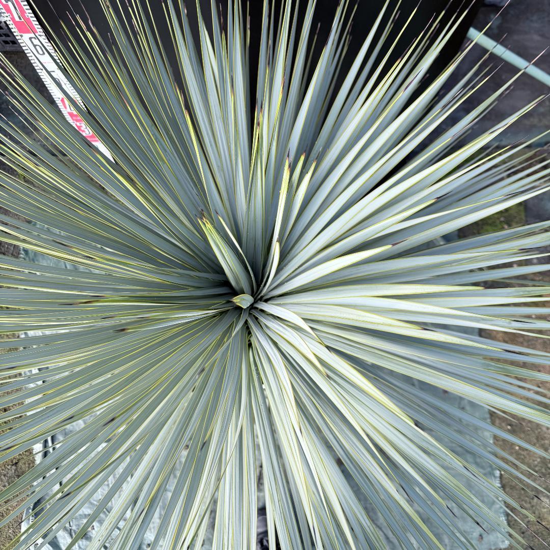 【AL F-1136】ユッカ　ロストラータ　美形　超超極太個体　シルバーブルー