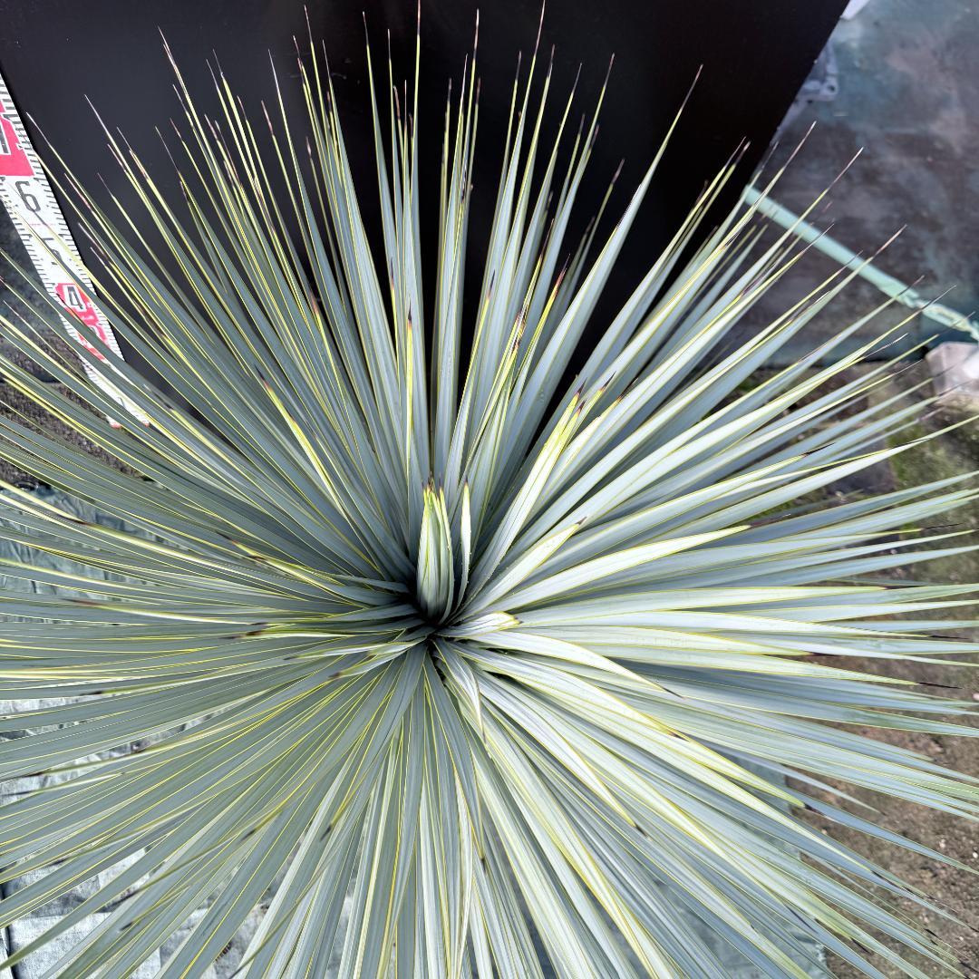 【AL F-1136】ユッカ　ロストラータ　美形　超超極太個体　シルバーブルー