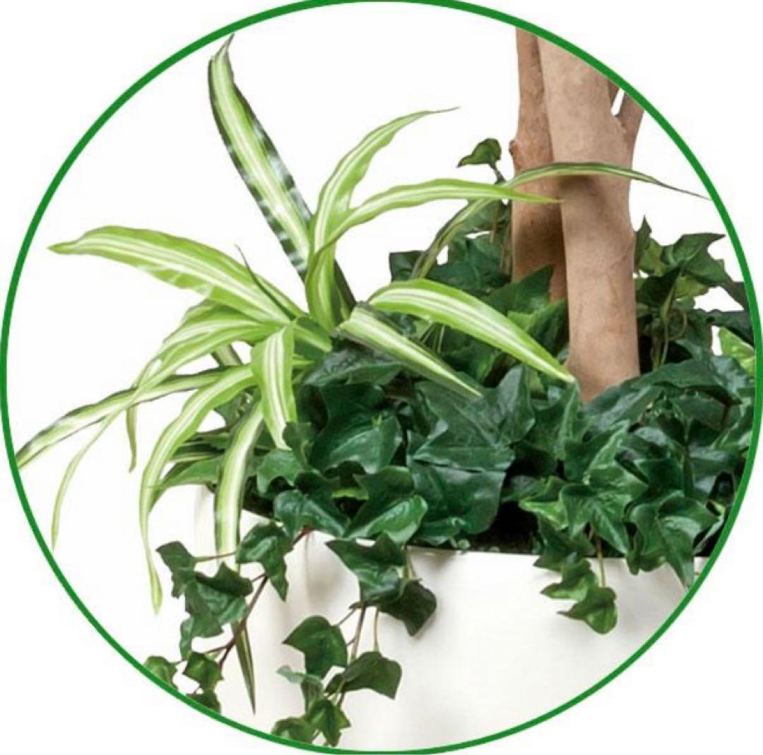 光触媒　人工観葉植物　ウォールグリーン　フェイクグリーン　ベンジャミン1.8d