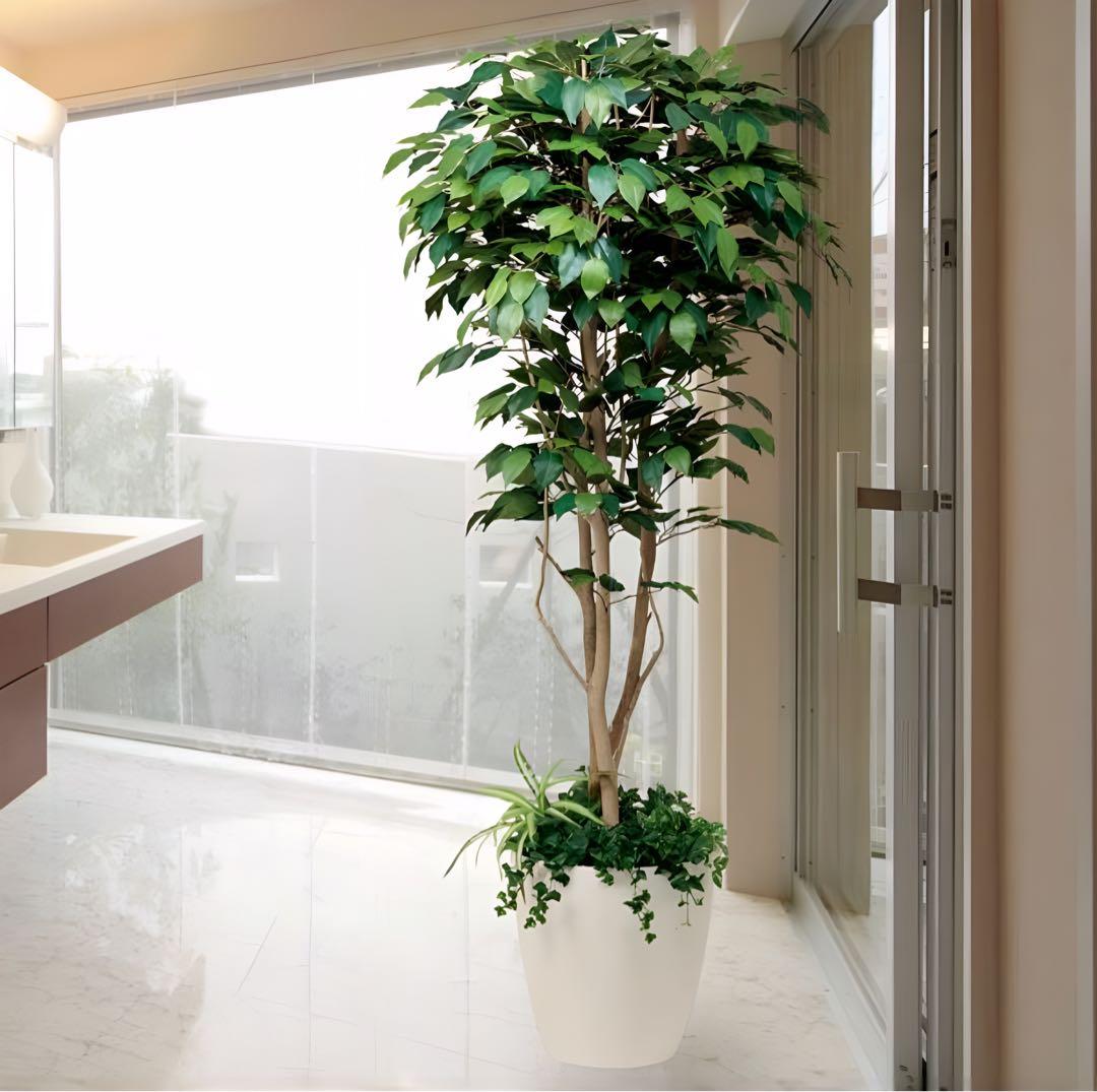 光触媒　人工観葉植物　ウォールグリーン　フェイクグリーン　ベンジャミン1.8d