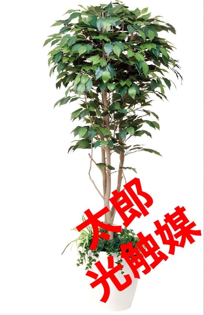 光触媒　人工観葉植物　ウォールグリーン　フェイクグリーン　ベンジャミン1.8d