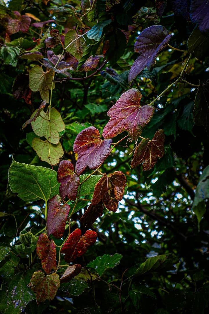 初代後期型Ver2.0　SONY DSC-RX100 ZEISSレンズ