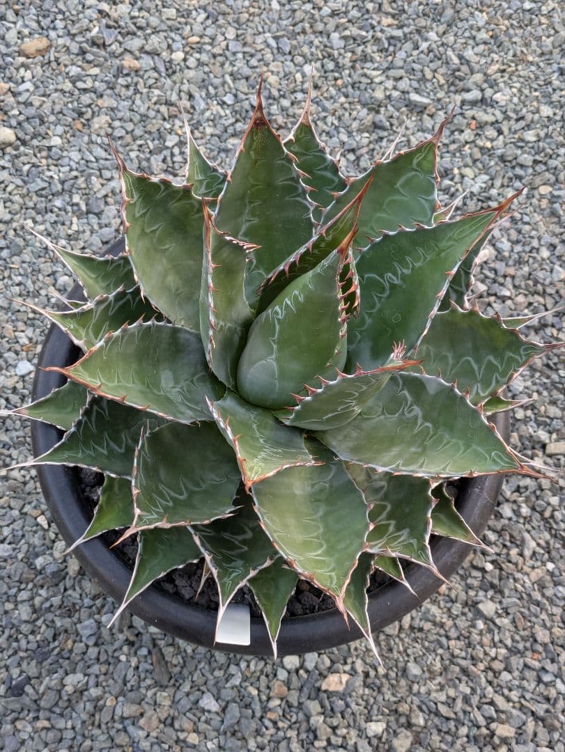 g*r様 【アガベ】【特大】【10号ポット】モンタナ