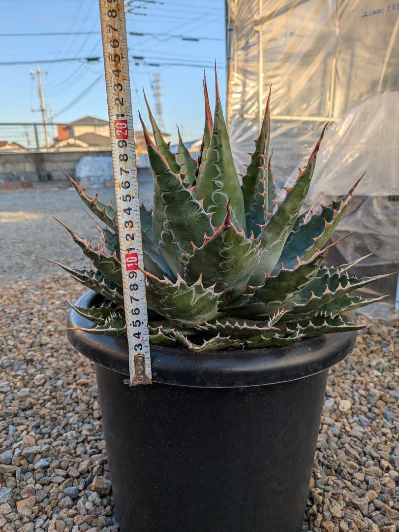 g*r様 【アガベ】【特大】【10号ポット】モンタナ