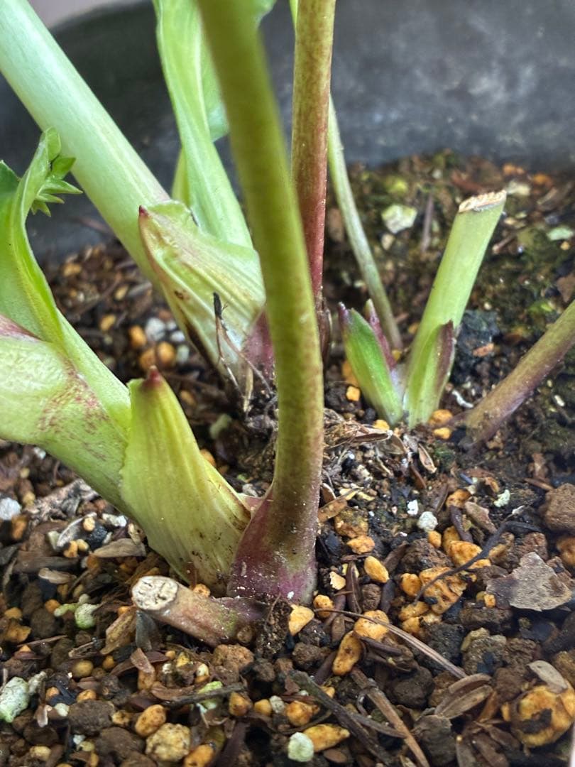 広瀬園芸　クレオパトラ系ダブル　超美人株