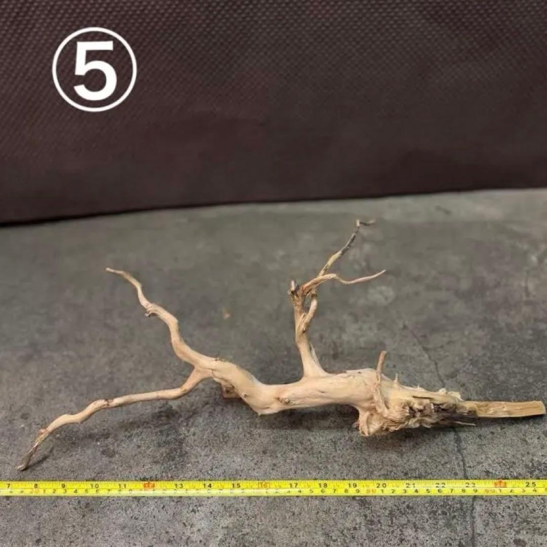 ブランチウッド アクアリウム＆テラリウム流木5本組SET(オマケ流木3本付き)