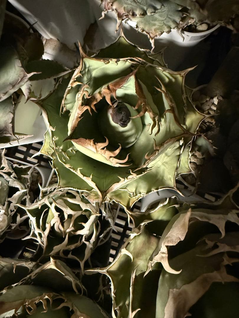 OSP アガベ オアハカ実生 オテロイ チタノタ