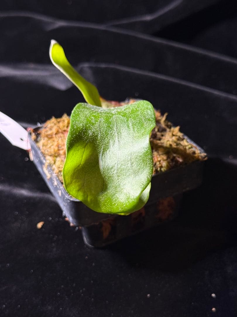 【byトンクラさん】P.Bangpung 子株　タイ輸入株